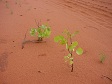 Plant in Sand.jpg